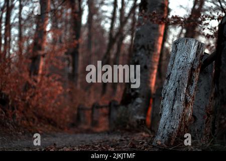 The rays of sunlight at sunset painted the trees red Stock Photo