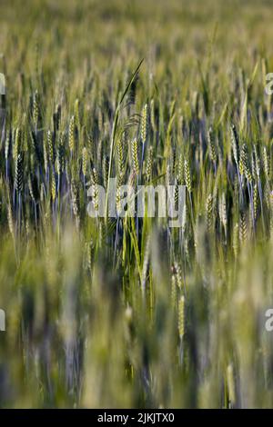 A vertical shot of the green field of wheat Stock Photo