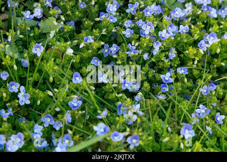 Blue slender speedwell (veronica filiformis) flowers in a garden in spring. Stock Photo