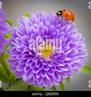 A closeup shot of a ladybug on a purple dahlia flower Stock Photo
