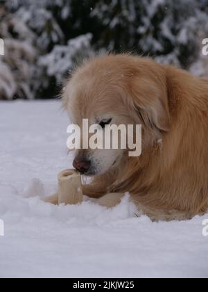 A vertical portrait of an adorable Golden Retriever dog laying on the snowy ground Stock Photo