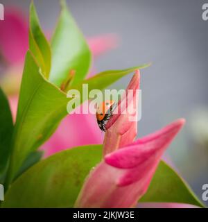 A closeup shot of a ladybug on the pink tulip flower on a blurry background Stock Photo
