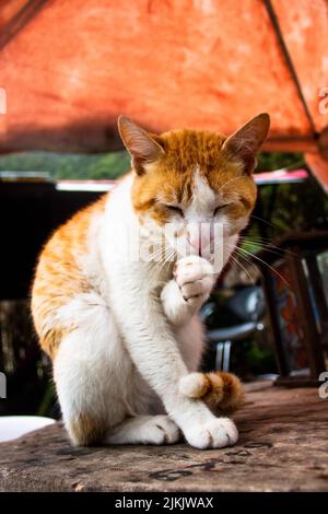 A closeup shot of stray red and white shorthair cat sitting on the ground in the street and licking its paw during daytime with blurred background Stock Photo