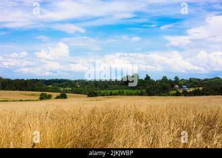The beautiful shot of an agriculture field scene with golden wheat on a summer day Stock Photo