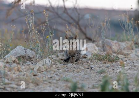 A closeup of a gray striped cat sitting on the ground. Selected focus. Stock Photo