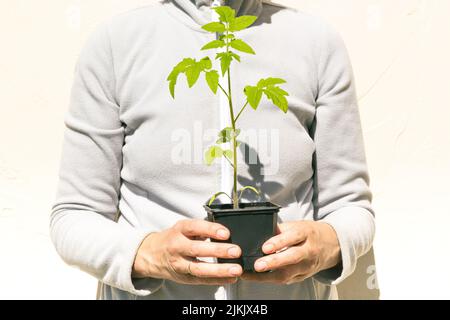 A gardener holding a pot with tomato plant against a light background. Stock Photo