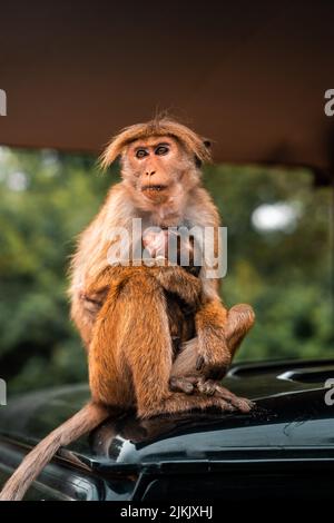 A vertical shot of a brown Bonobo monkey clutching its baby in a Sri Lankan safari Stock Photo