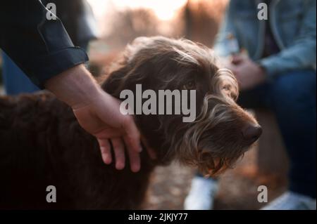 A closeup shot of a German Wirehaired Pointer on the blurry background Stock Photo