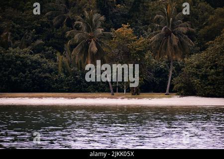 Two palm trees on a beach near a forest Stock Photo
