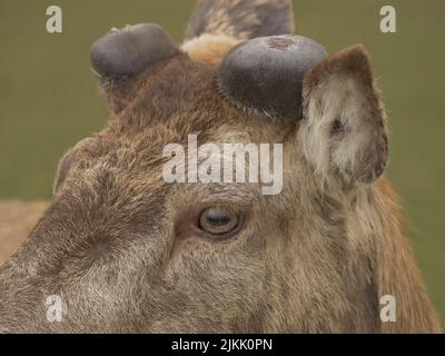 A closeup shot of the beautiful deer with blurred background Stock Photo