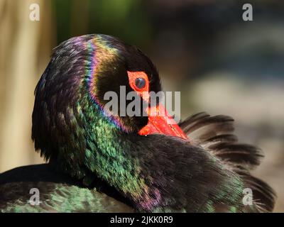 A closeup shot of a black stork cleaning itself with its beak with beautiful colors shows on its feather due to the sunlight with blurred background Stock Photo