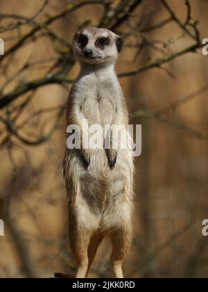 A vertical shot of a beautiful meerkat on a stone looks into the camera Stock Photo