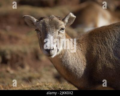 A closeup shot of the head of deer with blurred background Stock Photo
