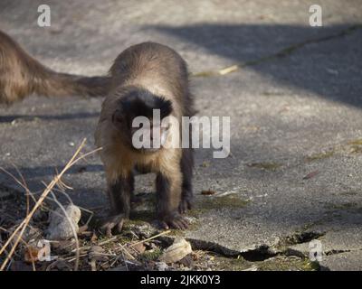 A closeup shot of a cute Tufted capuchin on the ground Stock Photo