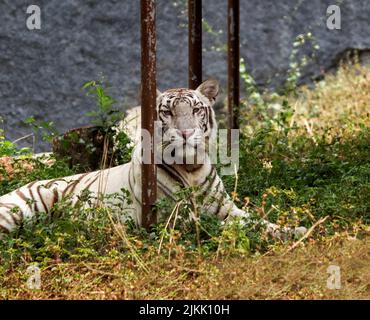 A closeup of a White Tiger lying and resting on grass Stock Photo