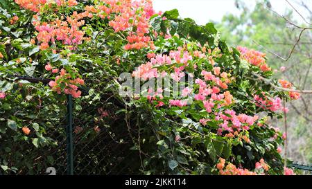 Beautiful great bougainvillea flowers grown in the garden in spring Stock Photo
