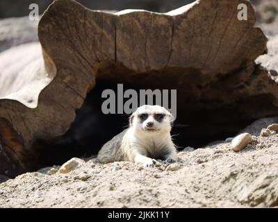 A closeup of a meerkat (Suricata suricatta) that came out of its wooden cave in a safari park or zoo Stock Photo