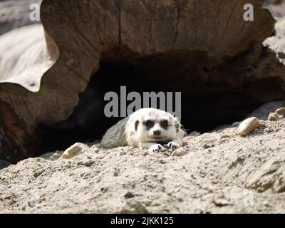 A beautiful shot of a meerkat laying on dirt and stones in its enclosure at the zoo on a sunny day Stock Photo