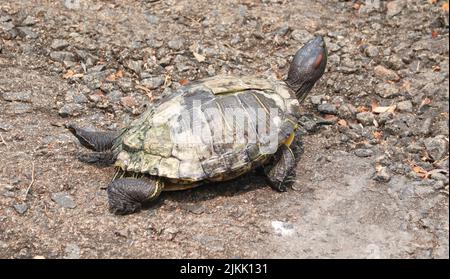 A turtle on the rocky ground on a sunny day in summer Stock Photo