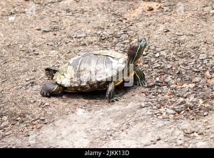 A closeup of a turtle on the rocky ground Stock Photo