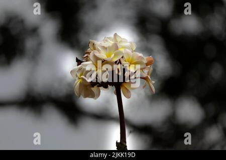 Beautiful araliya flowers grown in the garden in spring Stock Photo