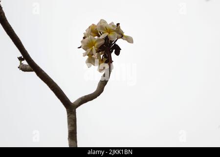 Beautiful araliya flowers grown in the garden in spring Stock Photo