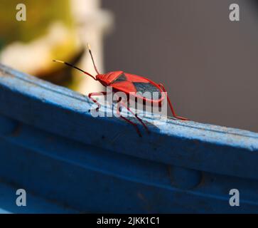 A close-up shot of a small red insect on a blurred background Stock Photo