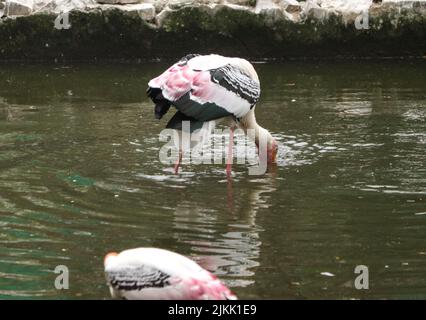 The painted stork drinking water from the pond Stock Photo