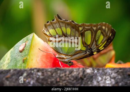 A shallow focus shot of a malachite butterfly foraging on a piece of watermelon with blurred green background Stock Photo