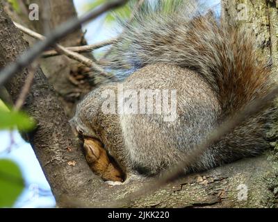 A closeup shot of a cute sleeping squirrel Stock Photo