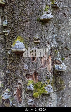 A vertical closeup of False aspen tinder fungus (Phellinus tremulae) on the bark of a tree Stock Photo