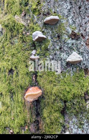 A vertical closeup of False aspen tinder fungus (Phellinus tremulae) on the bark of a tree Stock Photo