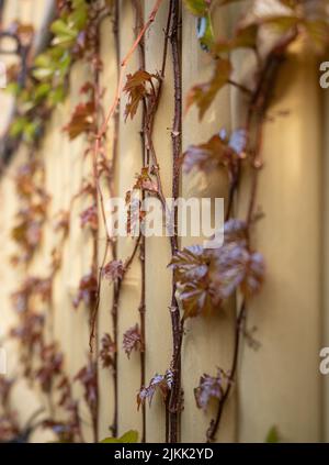Creeper plant on yellow bamboo wall at sunrise in spring. Stock Photo