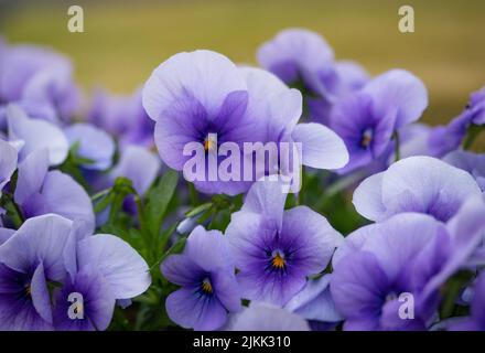 Ornamental purple flowers with yellow pollen with grass in the background. Stock Photo