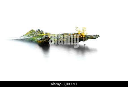 A River green of driftwood with plants isolated on a white background Stock Photo