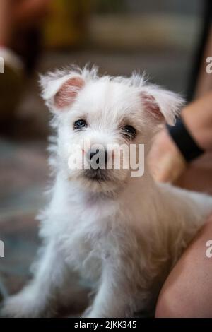 A closeup shot of a cute West Highland White Terrier with blurred background Stock Photo