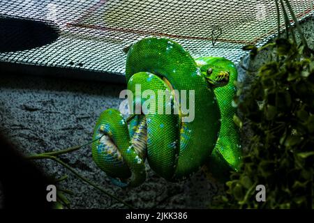 A beautiful shot of green tree python hanging on an artificial plant in its enclosure during daytime Stock Photo