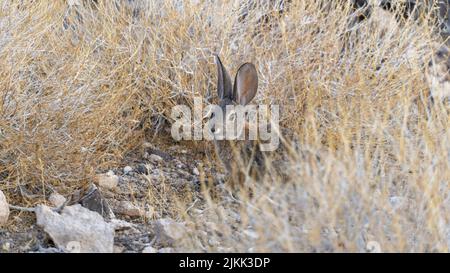 A small rabbit sitting between the yellow herbs in a farm Stock Photo