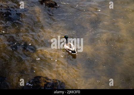 A top view of a small colorful duck swimming in the river Stock Photo