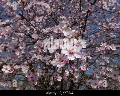 Beautiful spring flowers tree in a colorful blurred background Stock Photo
