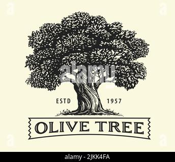 Olive tree with olives on branches. Olive oil emblem sketch. Hand drawn vector illustration in vintage engraving style Stock Vector
