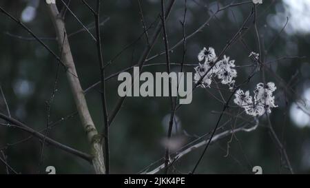 A closeup of white cherry flowers blooming on branches of a tree in Bavaria, Germany