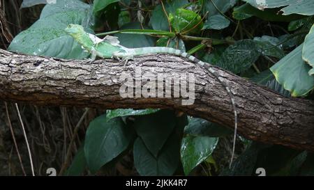 A large green iguana crawling on a tree in Frankfurt, Germany Stock Photo