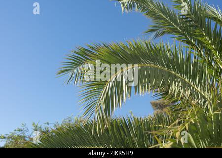 A closeup shot of a palm tree in the field at daytime Stock Photo