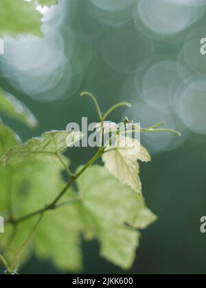 A vertical closeup shot of grape leaves Stock Photo
