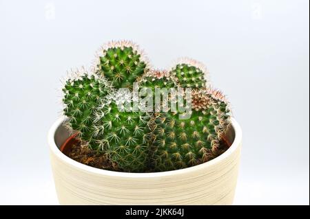 A closeup of prickly cacti in a pot isolated on a white background Stock Photo