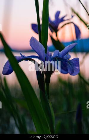 A vertical closeup of a beautiful Siberian Iris in a garden Stock Photo