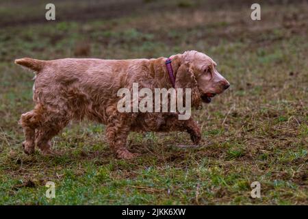 A selective focus shot of a light tan colored Cocker Spaniel dog walking with a red ball in its mouth Stock Photo