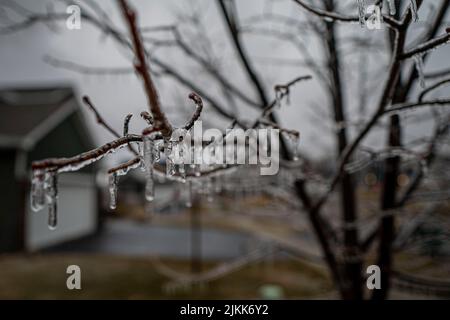 A soft focus of icicles hanging from tree branches in winter Stock Photo