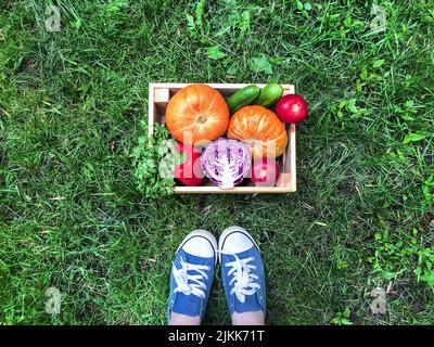 Wooden box with vegetables - pumpkins, bell peppers, cucumbers, tomatoes and cilantro on the background of bright green grass Stock Photo